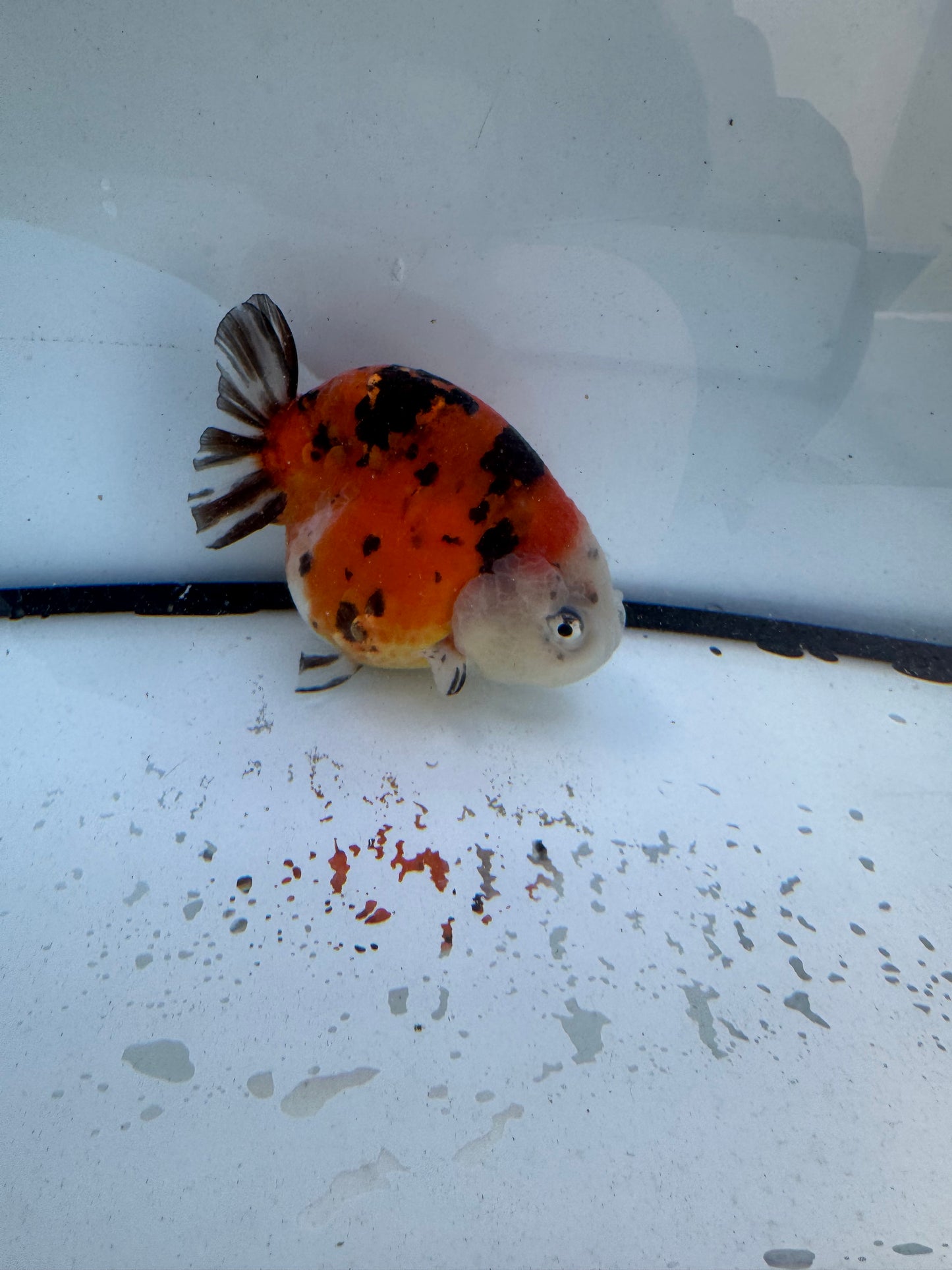 Calico Ranchu. WVF610