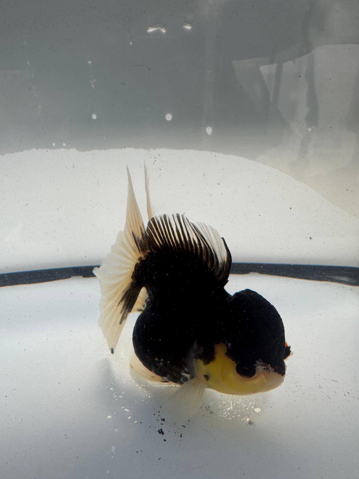 Panda Oranda. WVF921