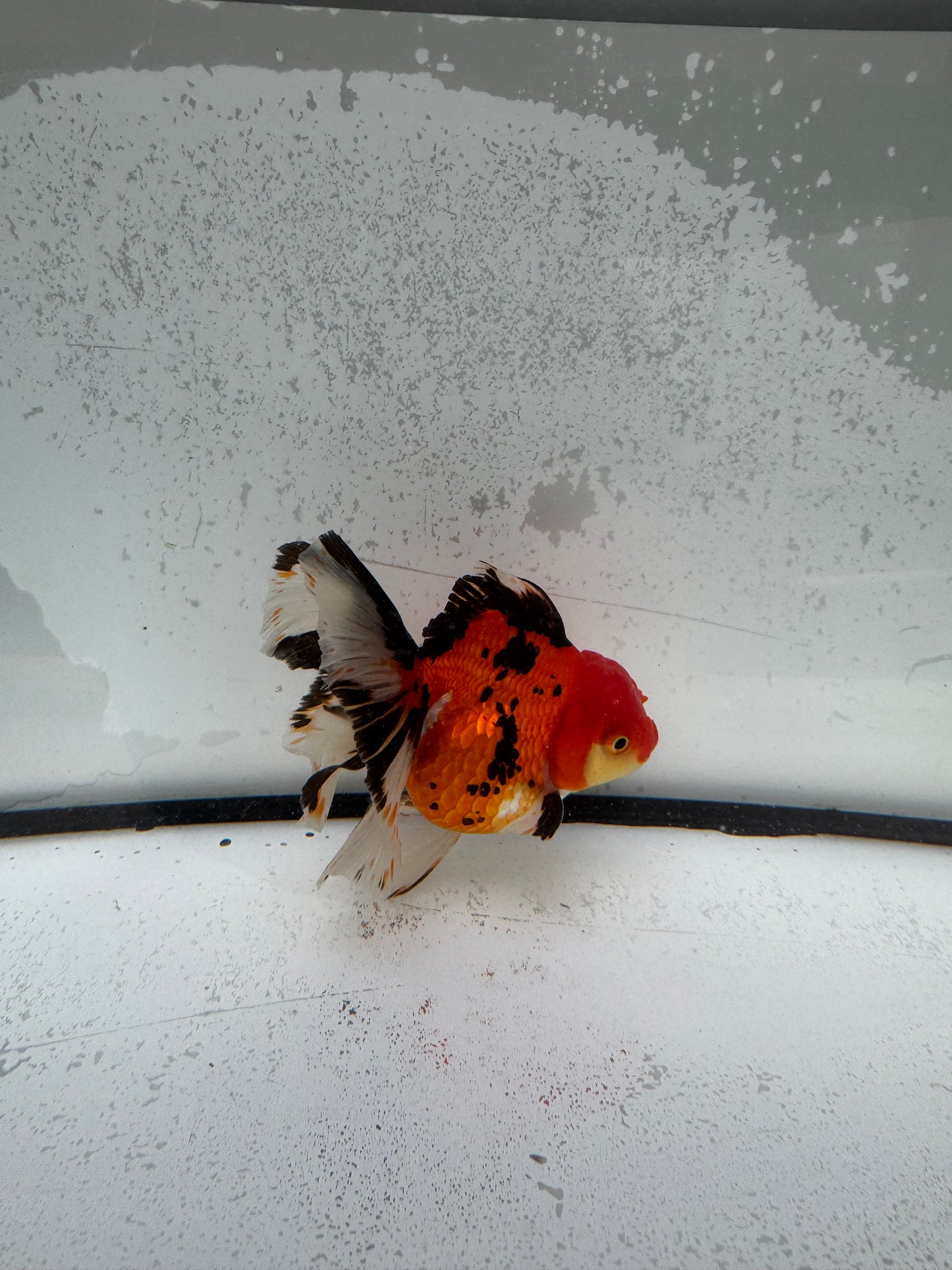 Tricolour Oranda.  WVF1144