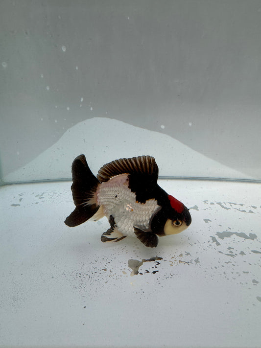 Tricolour Oranda.  WVF011