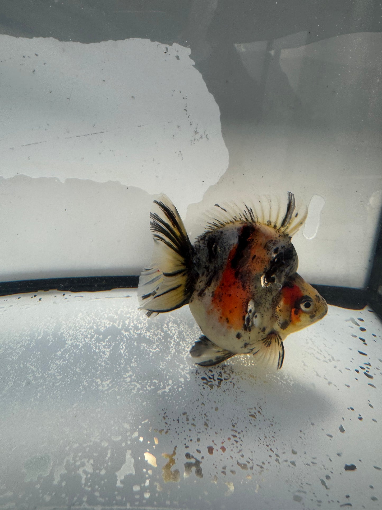 Calico Ryukin. WVF1026
