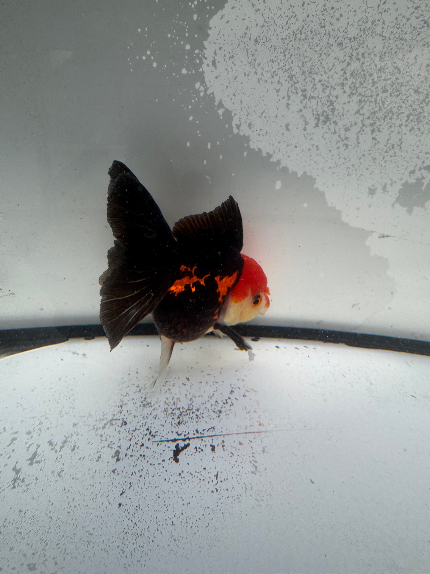 Tricolour Oranda.  WVF1141