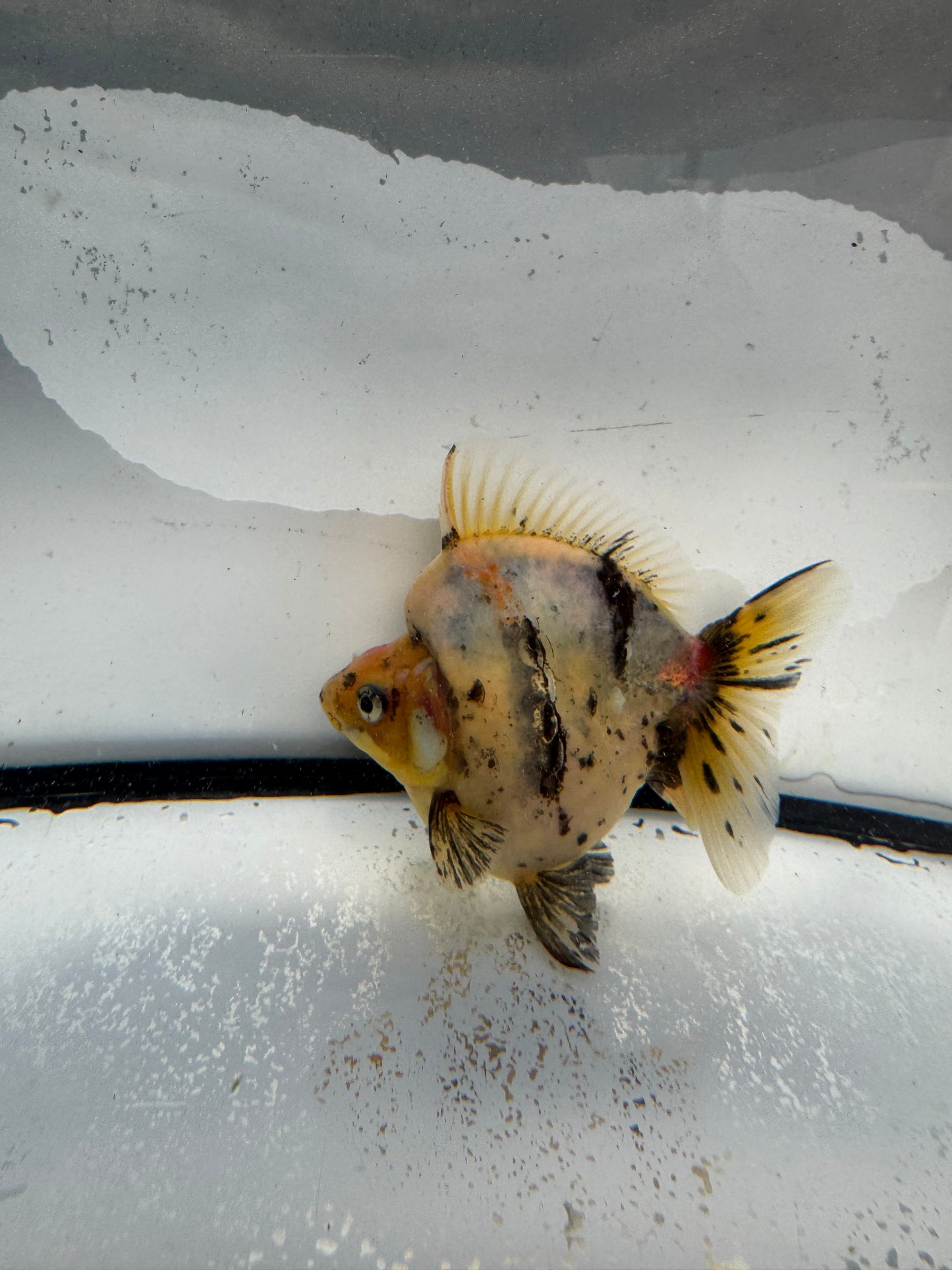 Calico Ryukin. WVF1029