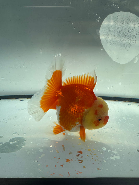 Red&white Oranda.  WVF938