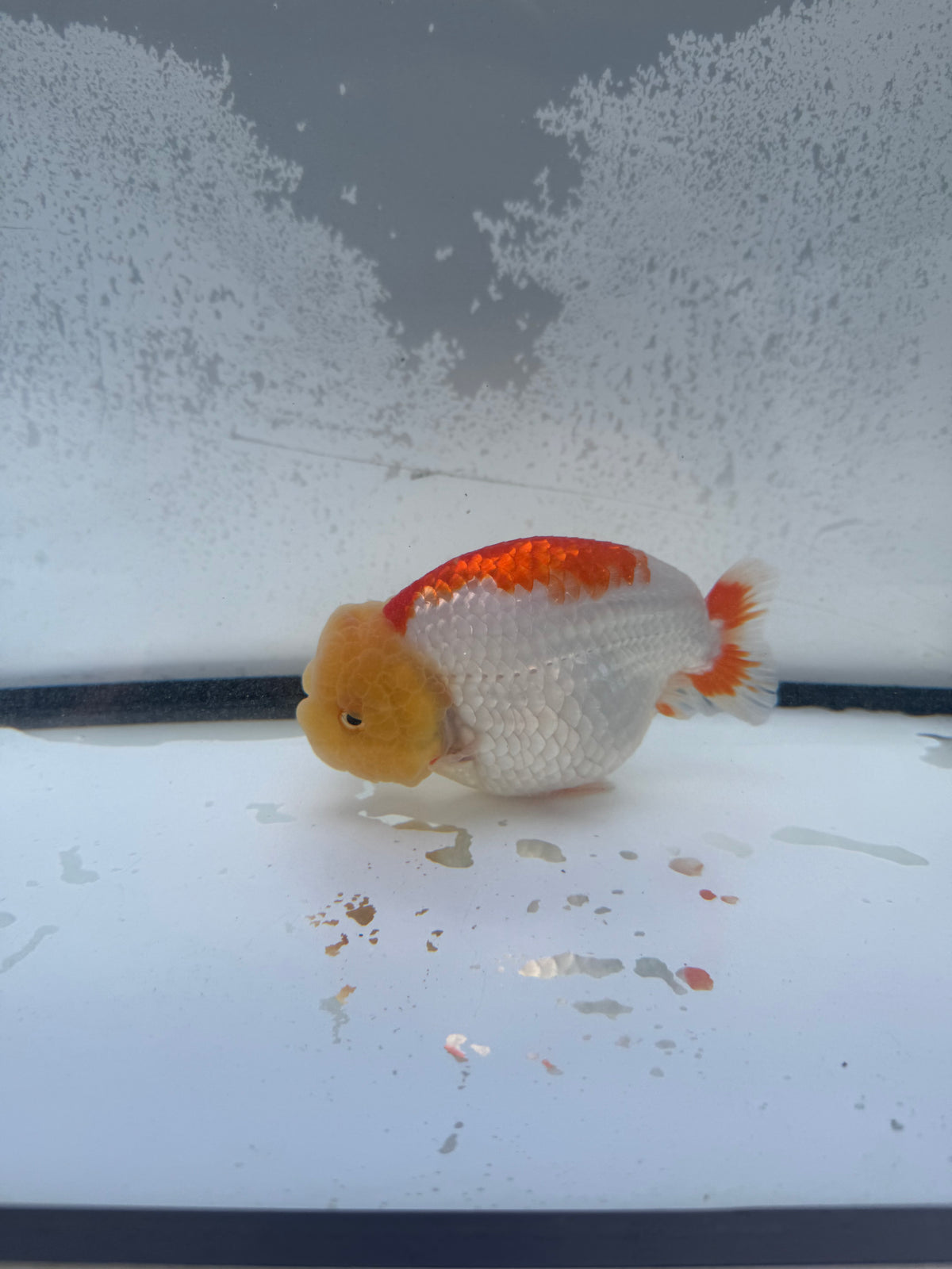 Red&white dragon head Ranchu.  WVF1149