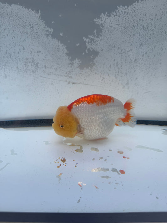 Red&white dragon head Ranchu.  WVF1149