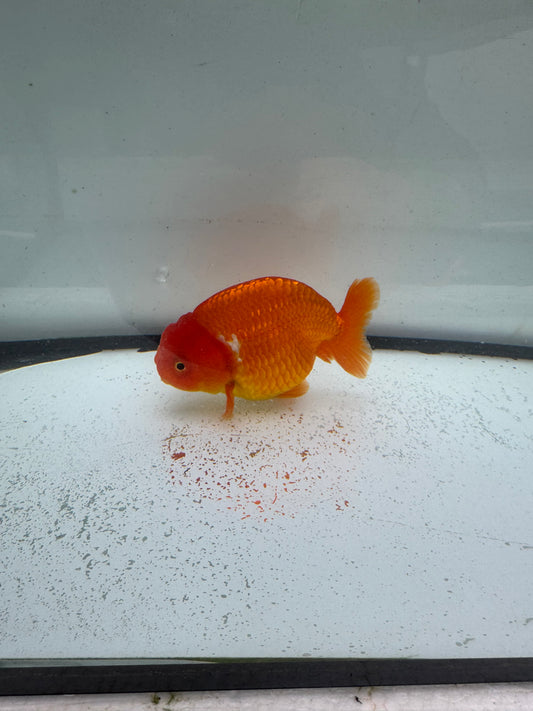Red&white Ranchu. WVF992