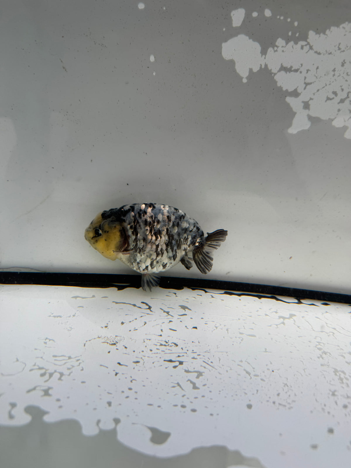 White tiger ranchu.  WVF1193