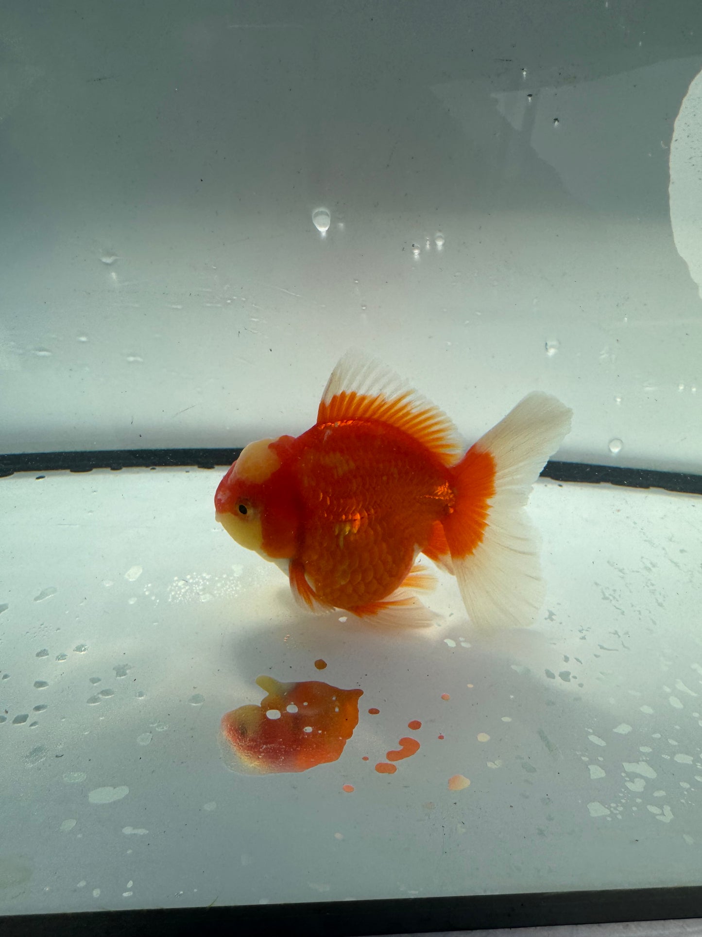 Red&white Oranda. WVF943