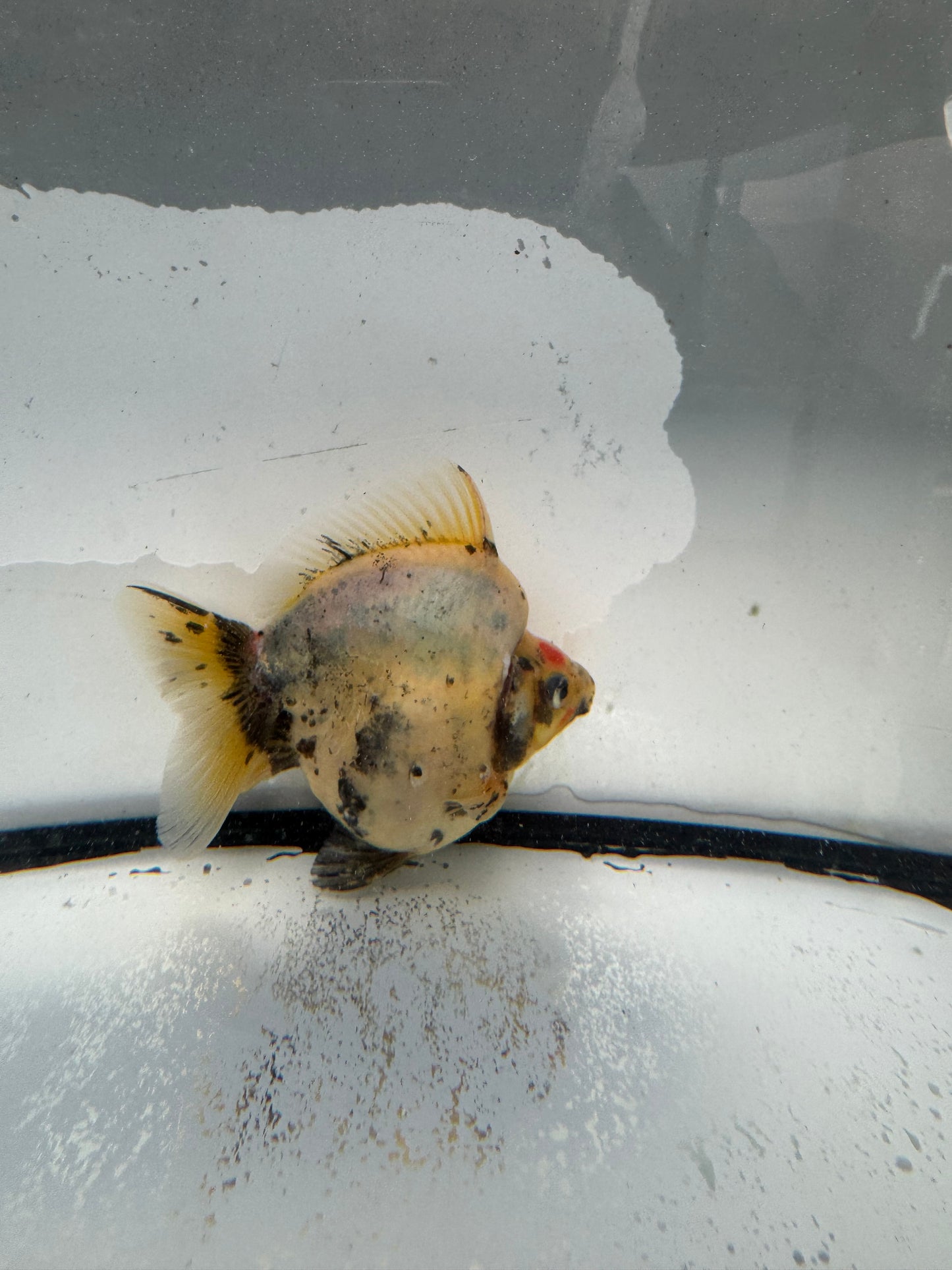 Calico Ryukin. WVF1029