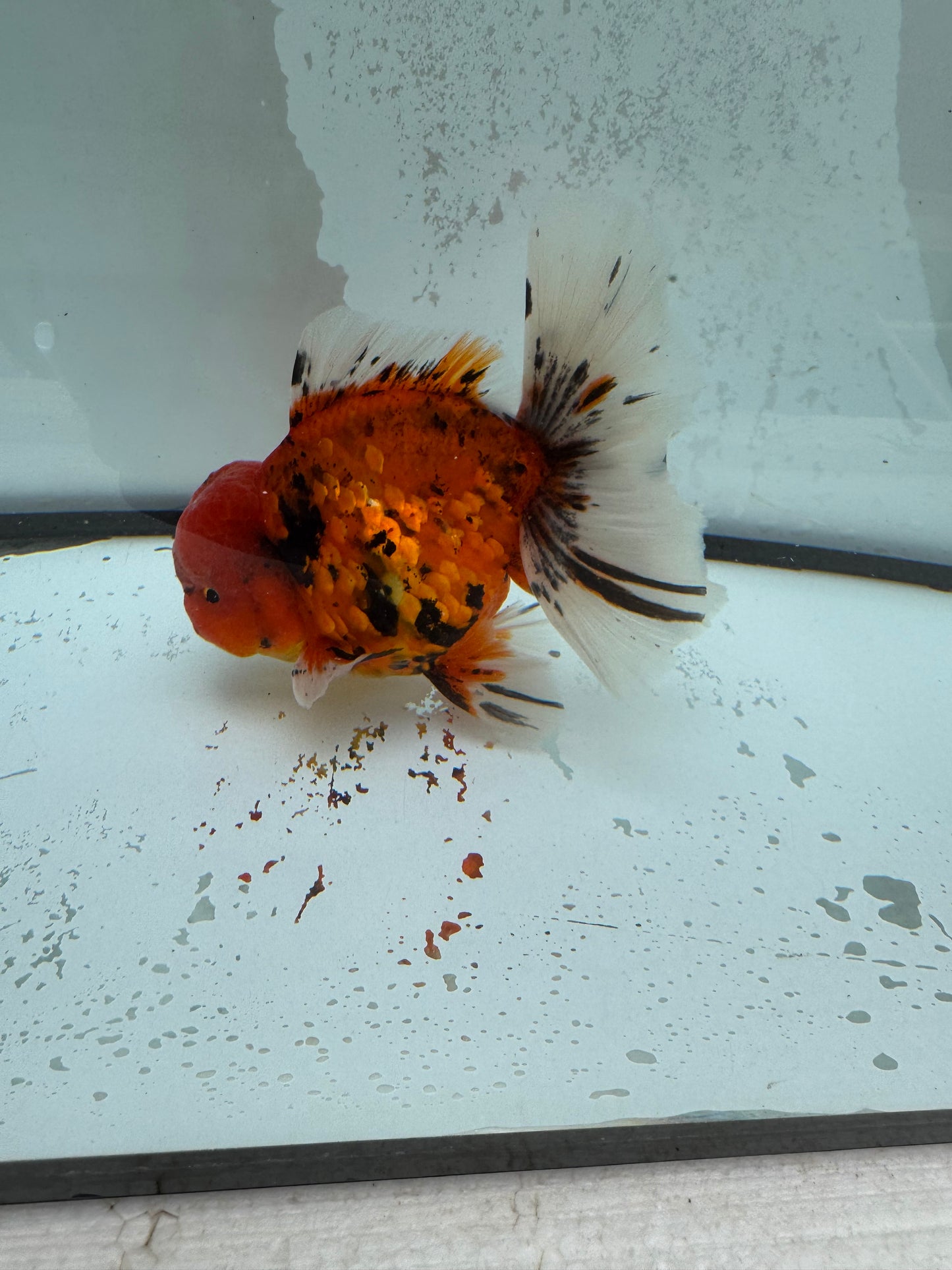 Red tiger Oranda. WVF1121
