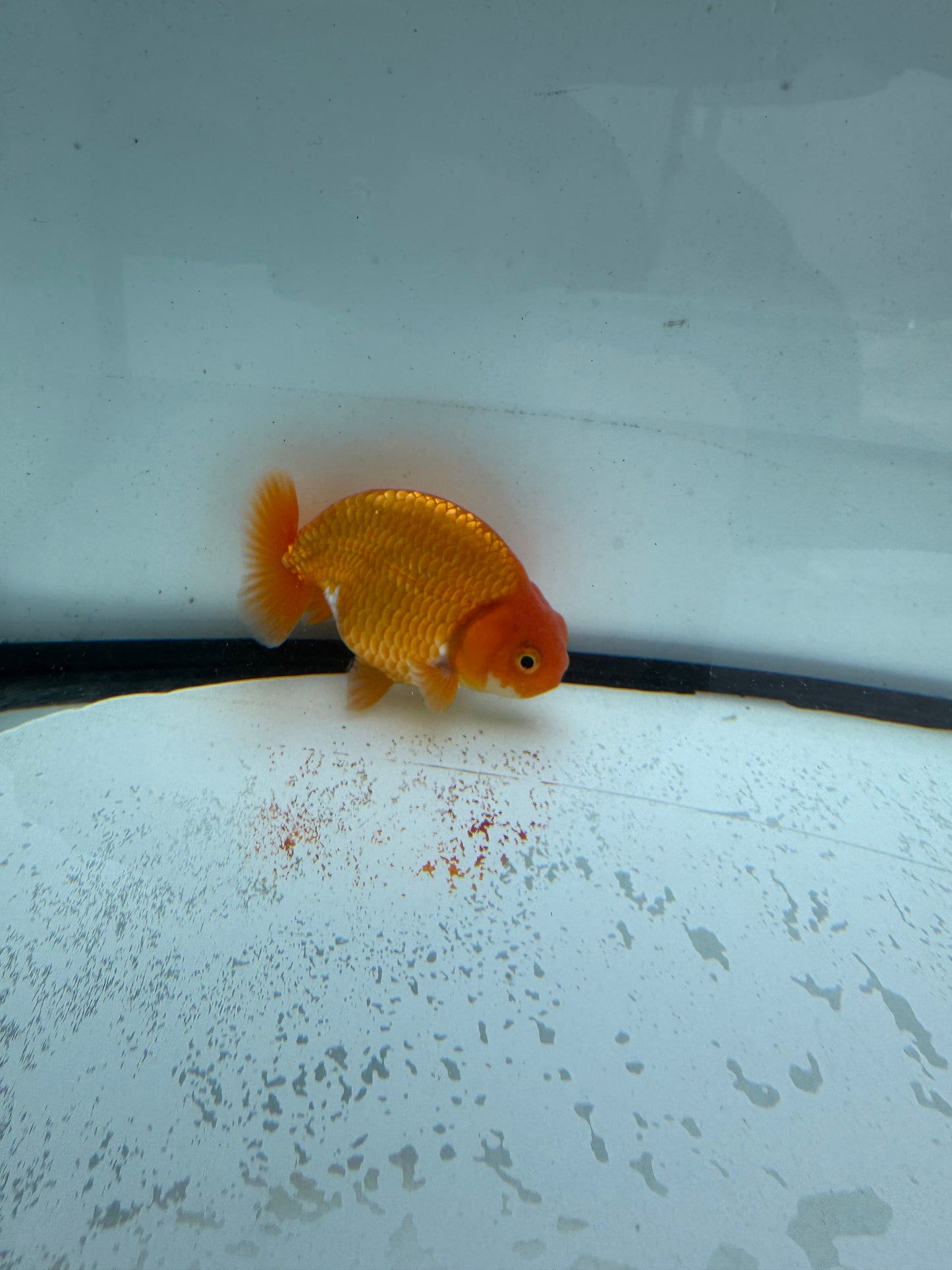 Red&white Ranchu.  WVF738