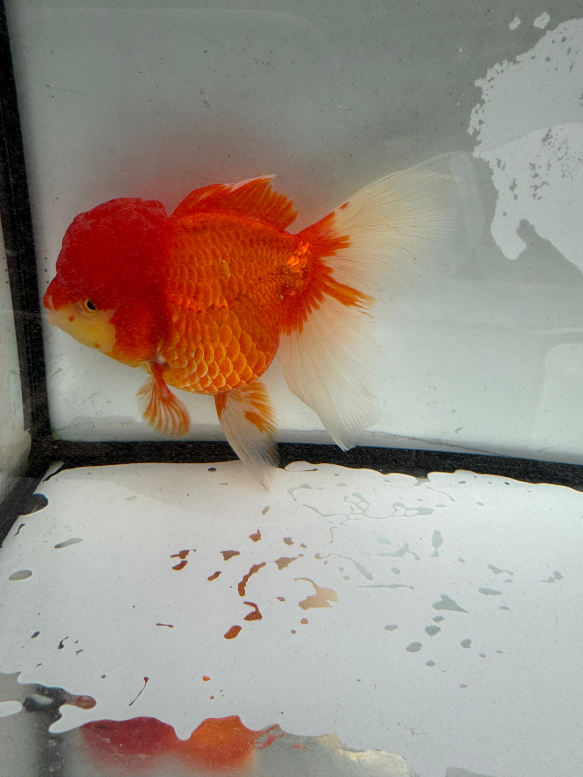 Red Oranda. WVF1196
