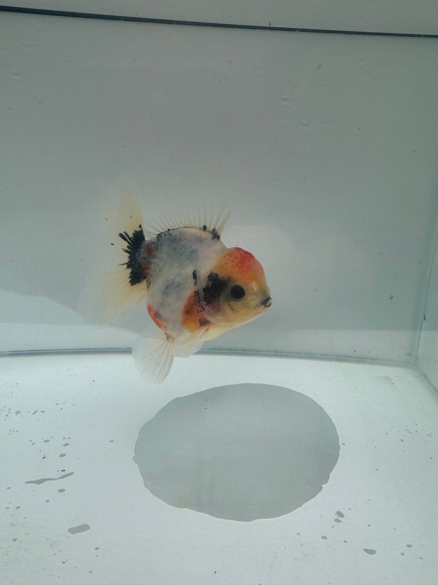 Calico Oranda.  WVF076