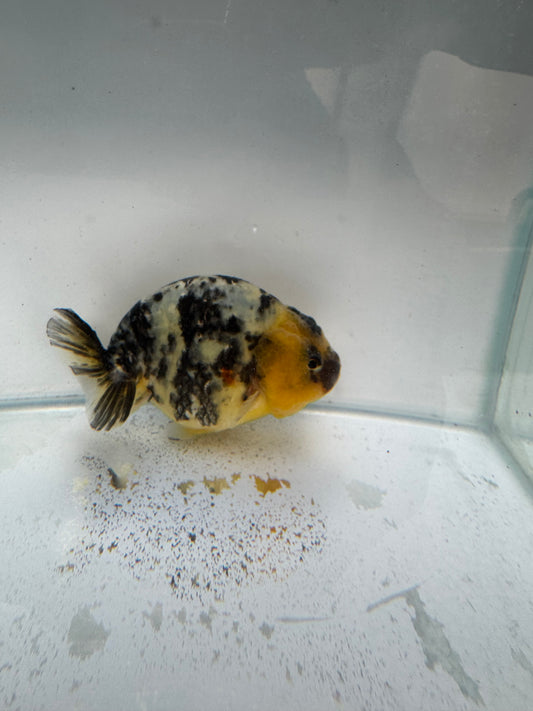 Cow Ranchu. WVF310