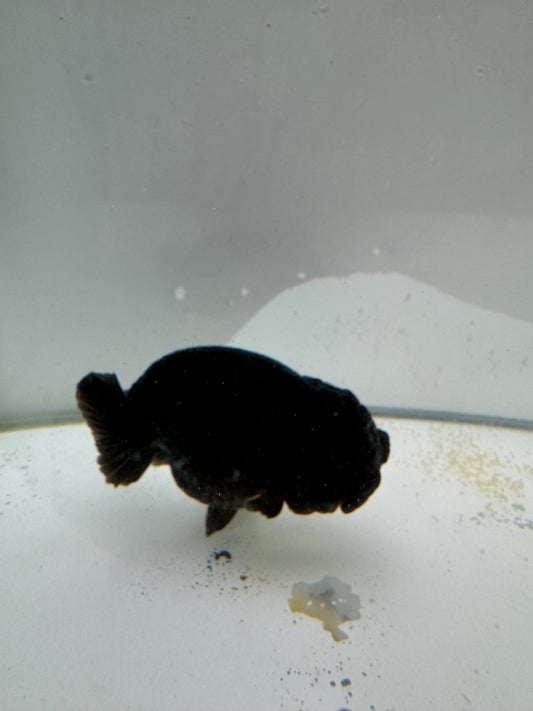 Black Ranchu. WVF042