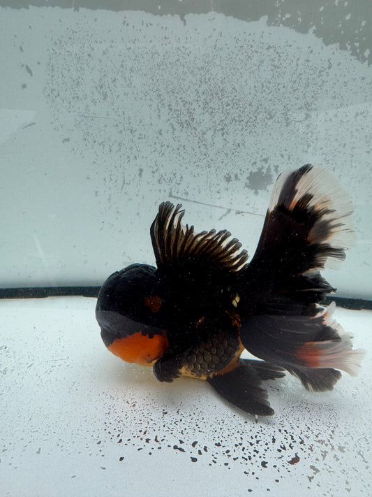 Apache Oranda. WVF1128