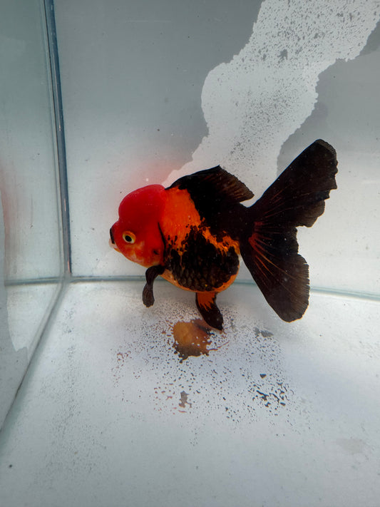Apache Oranda. WVF350