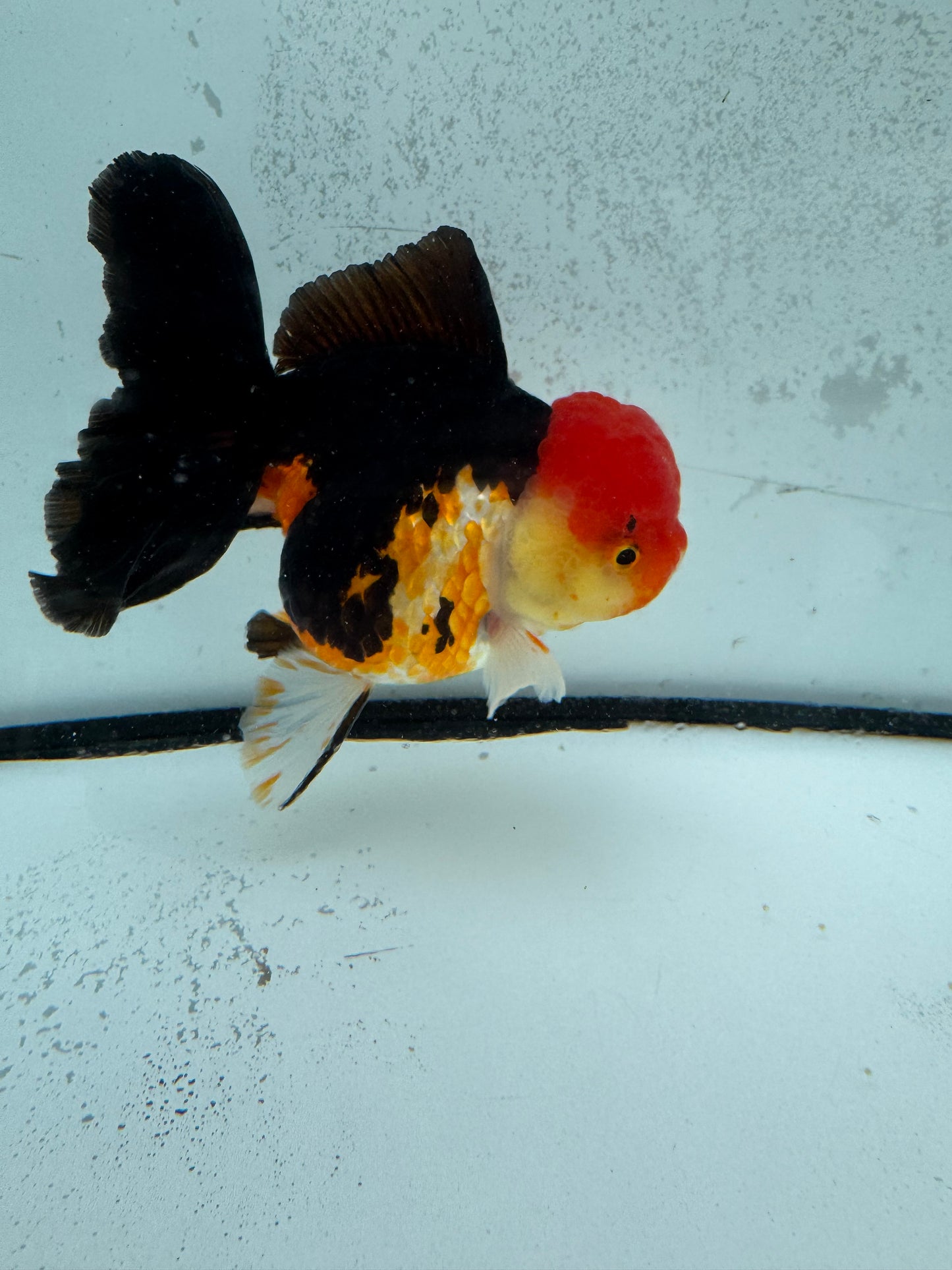 Tricolour Oranda. WVF1134