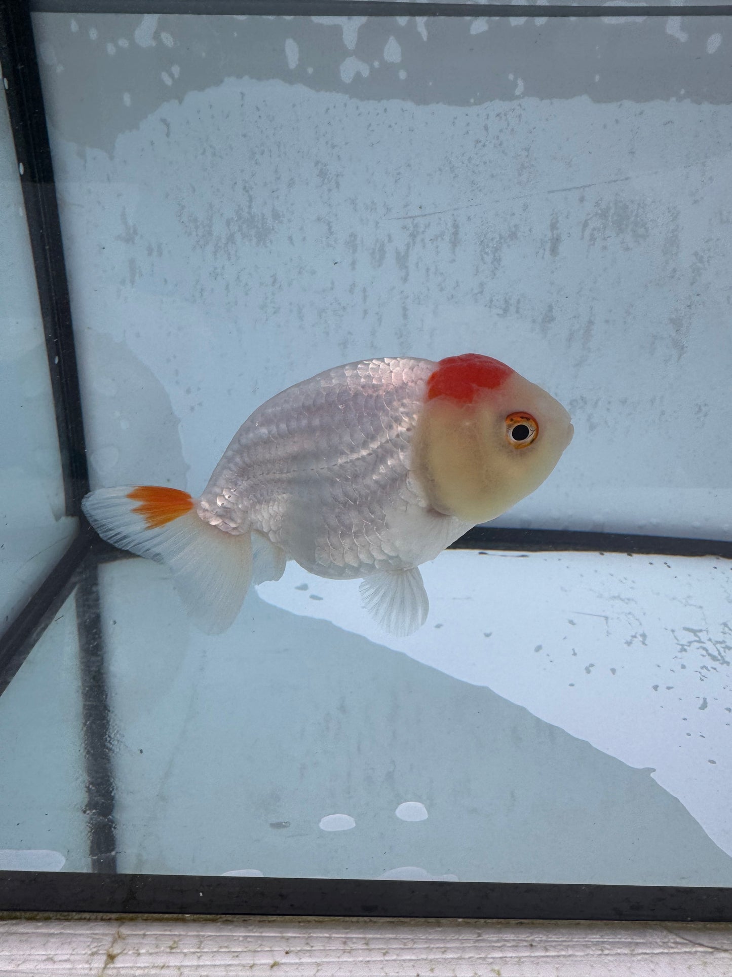 Red&white Ranchu WVF506