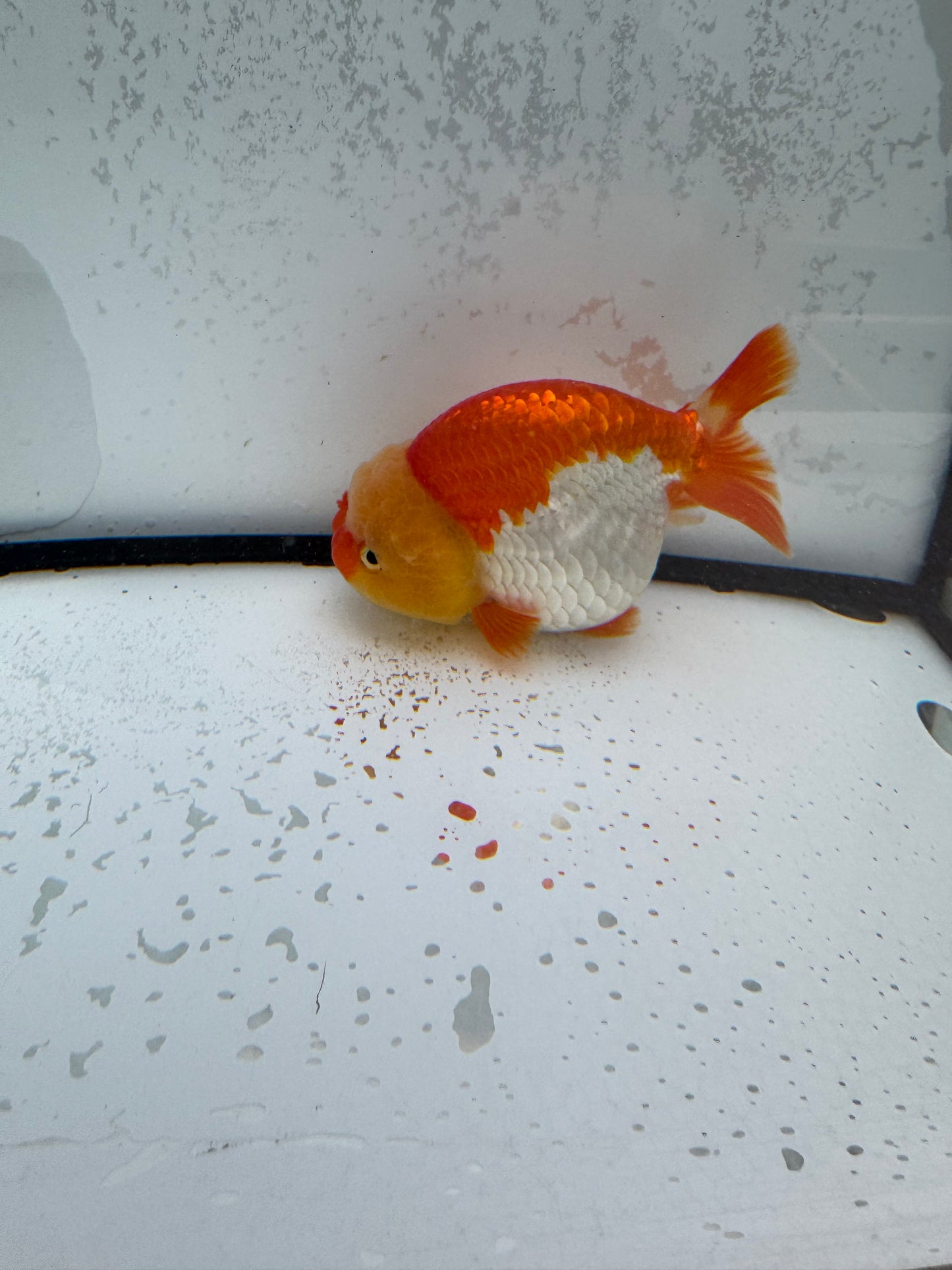 Red&white Ranchu.  WVF1109