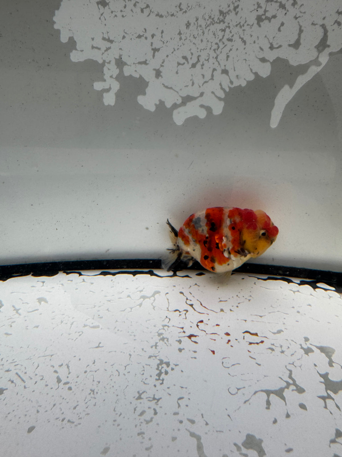 Calico Ranchu.  WVF1194