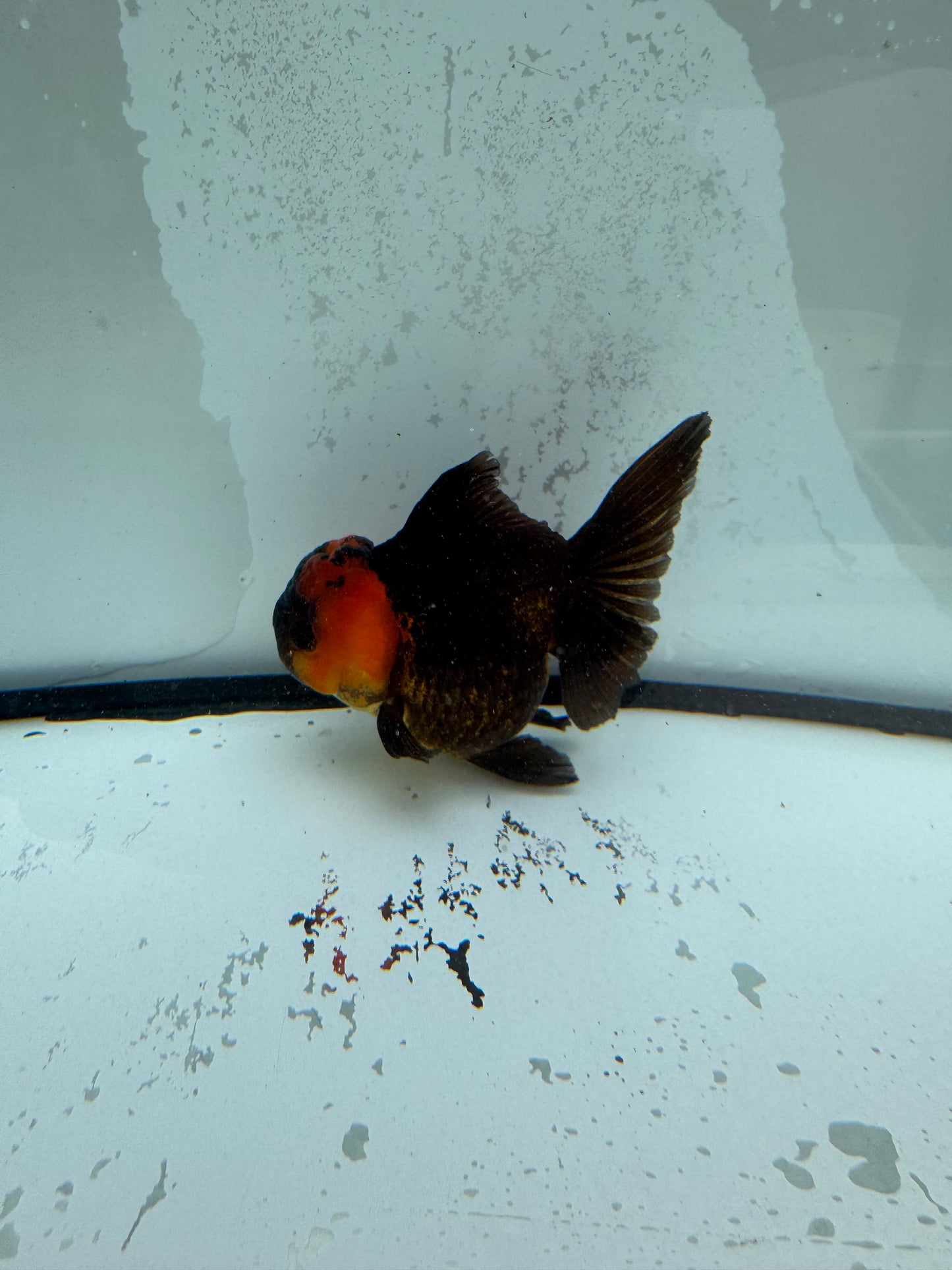 Red head black Oranda.  WVF1122