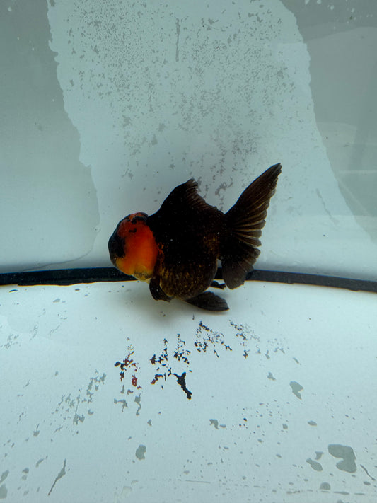 Red head black Oranda.  WVF1122