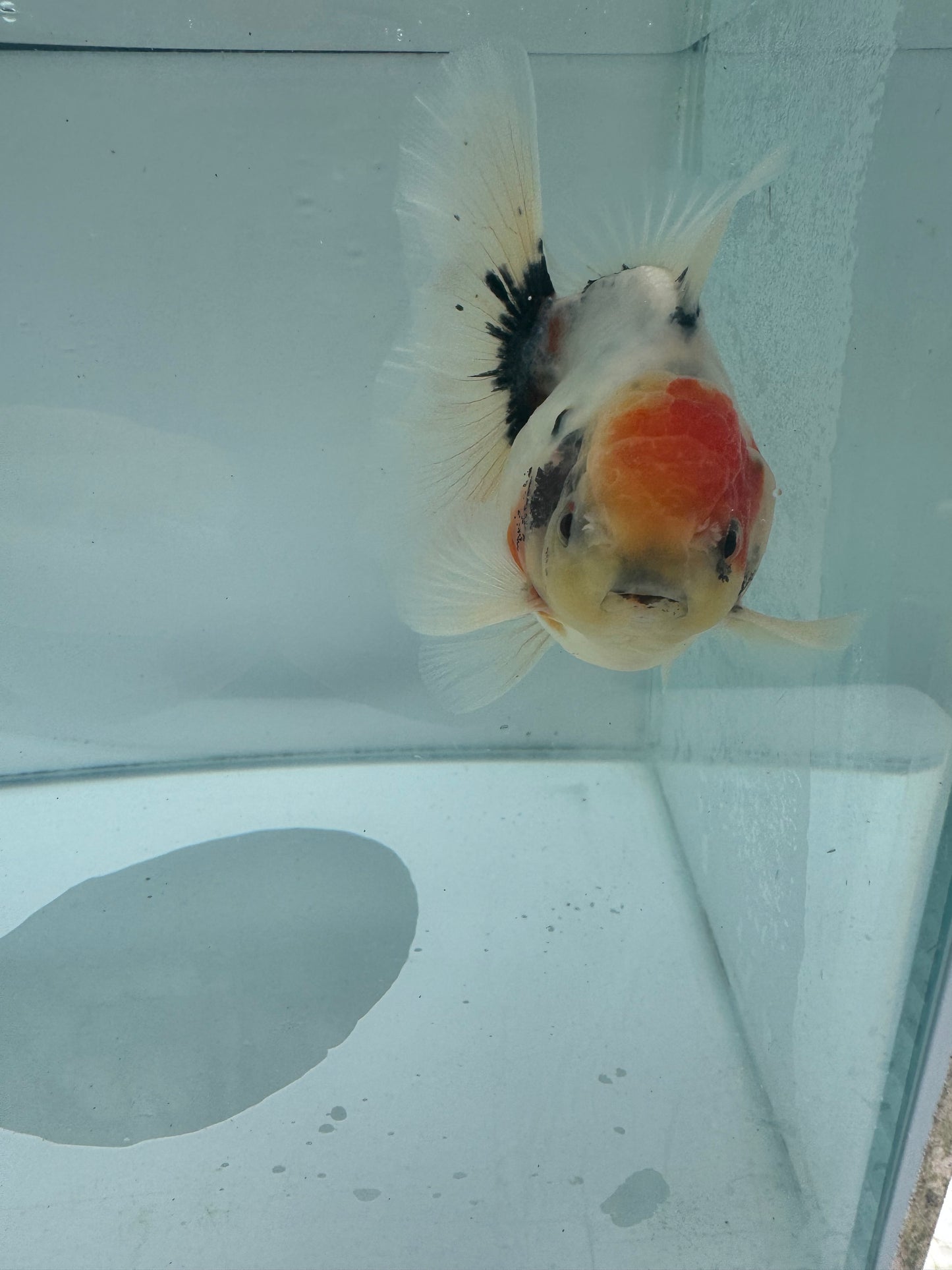 Calico Oranda.  WVF076