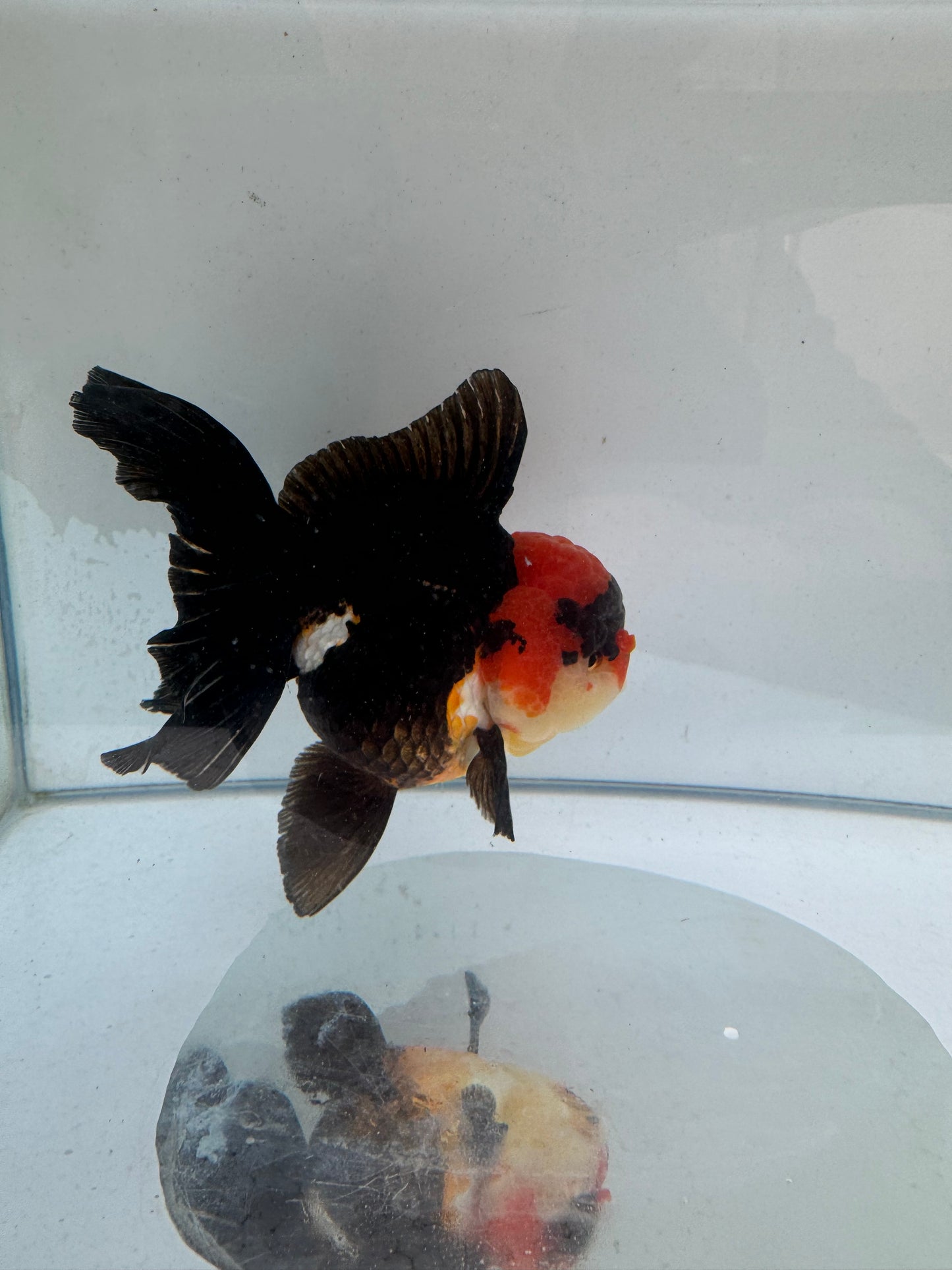 Tricolour Oranda. WVF279