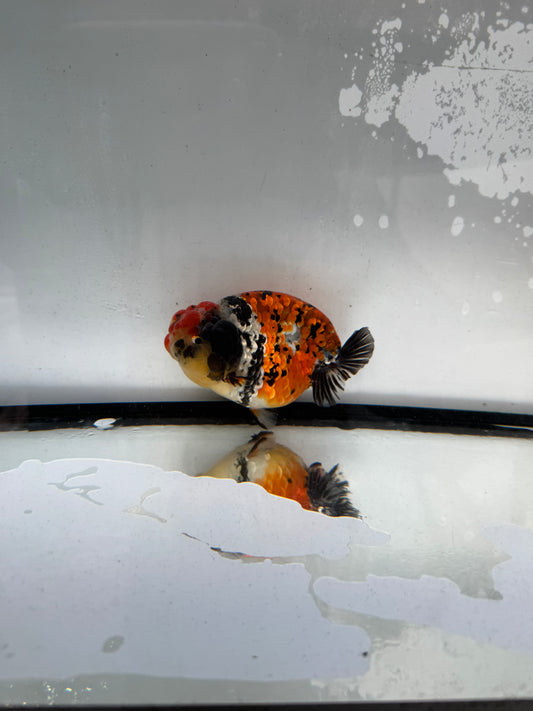 Metalic calico Ranchu. WVF1232