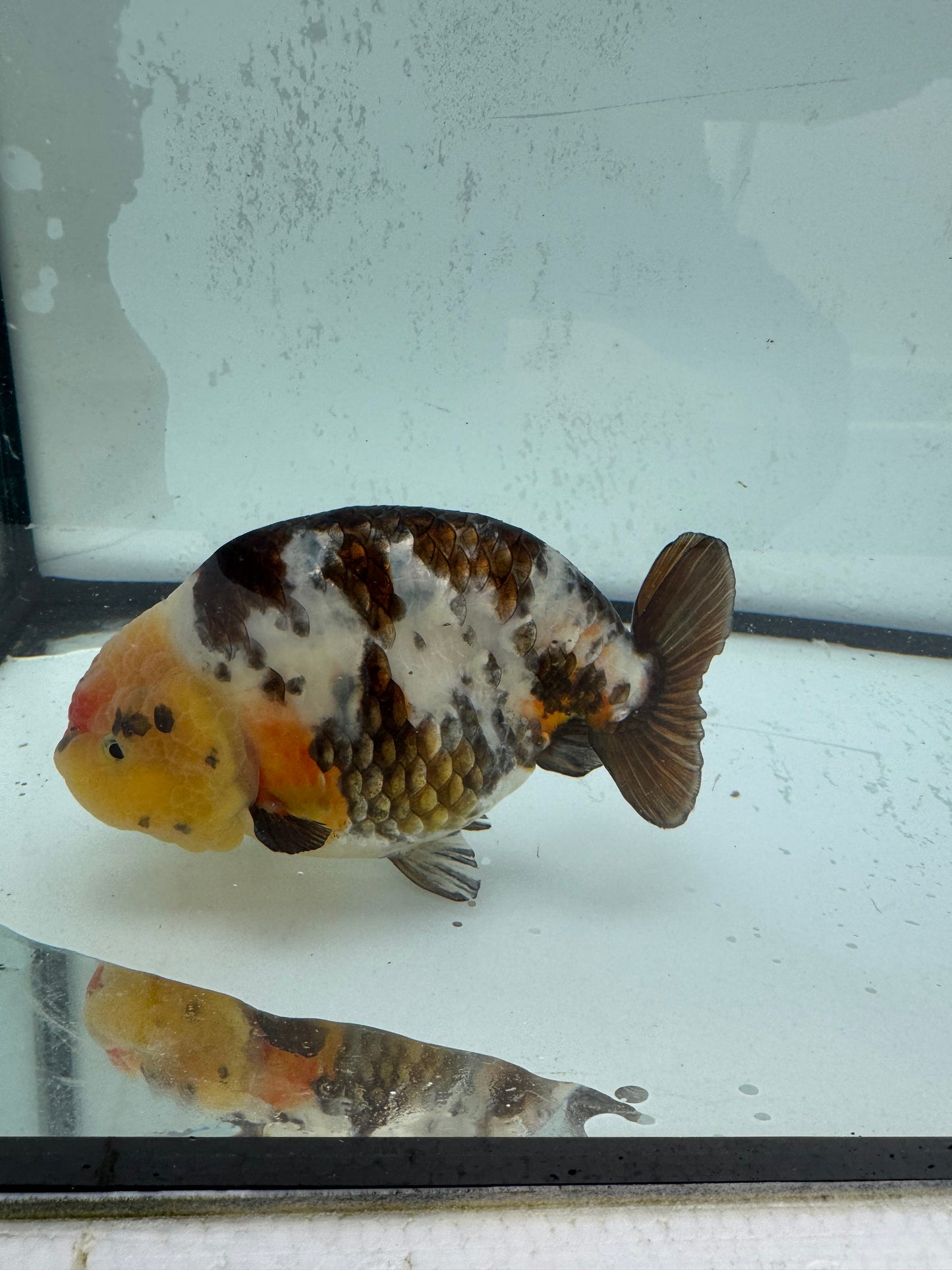 Cow Ranchu. WVF484