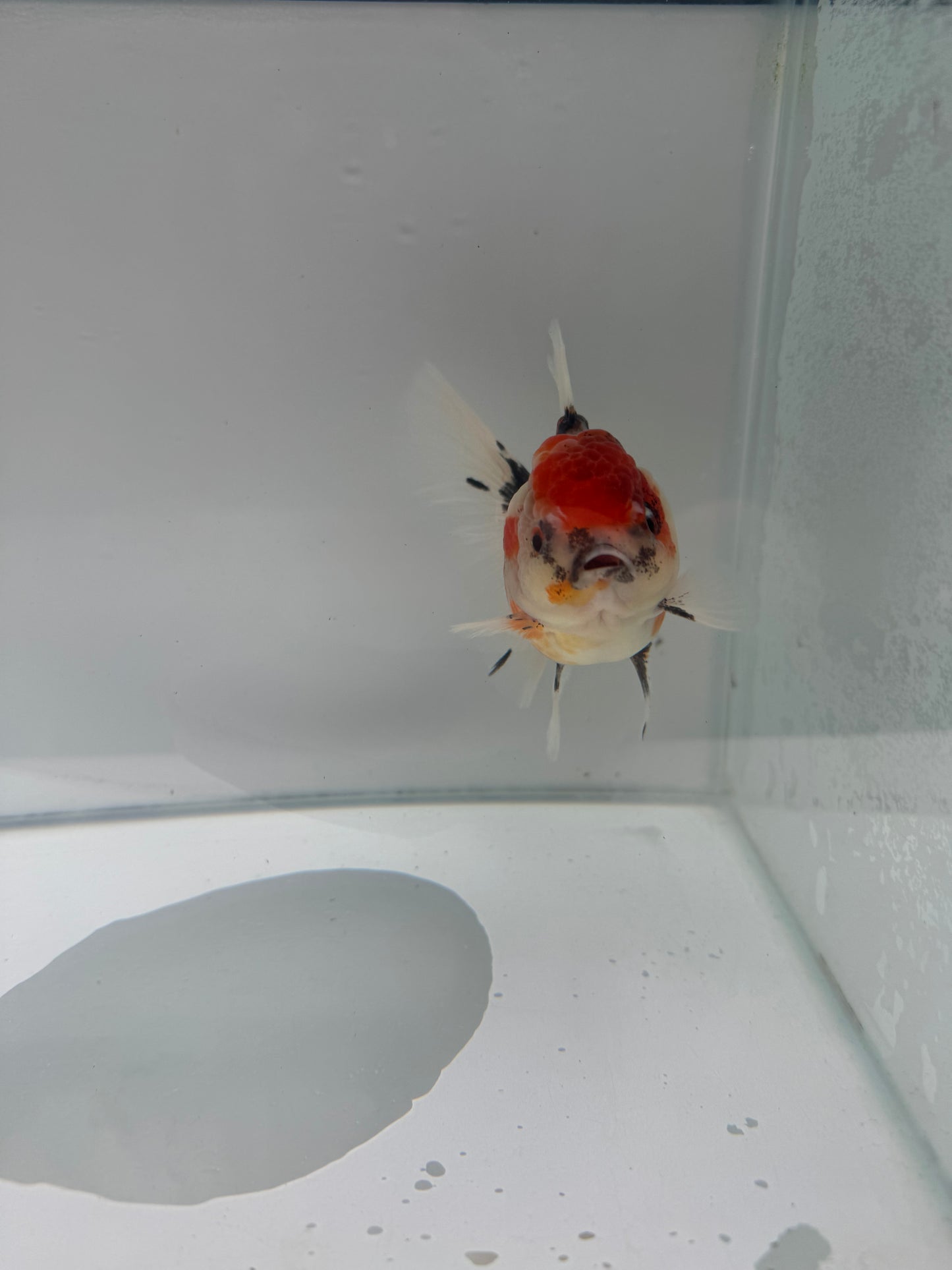 Calico Oranda. WVF075