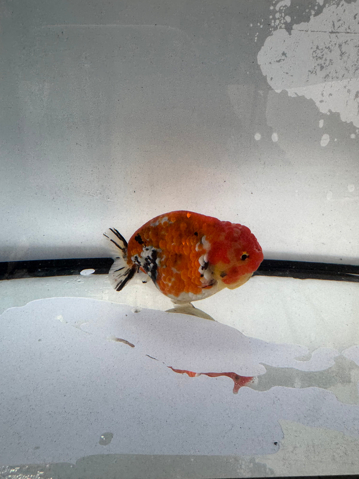 Metalic calico Ranchu. WVF1236
