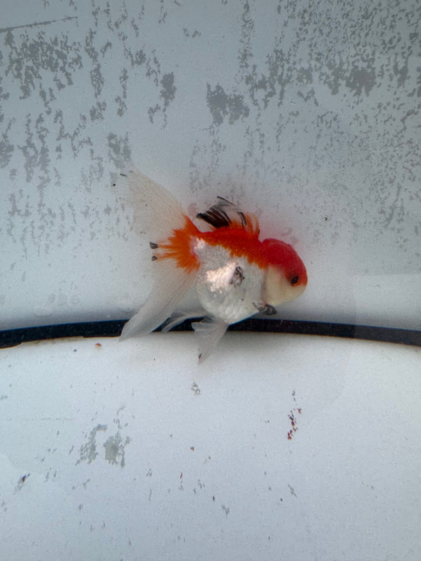 Tricolour Oranda. WVF491