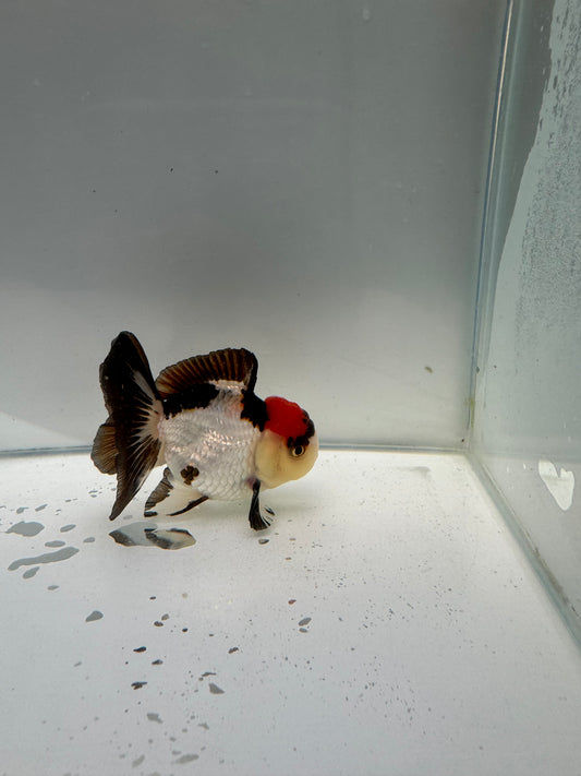 Tricolour Oranda.  WVF005