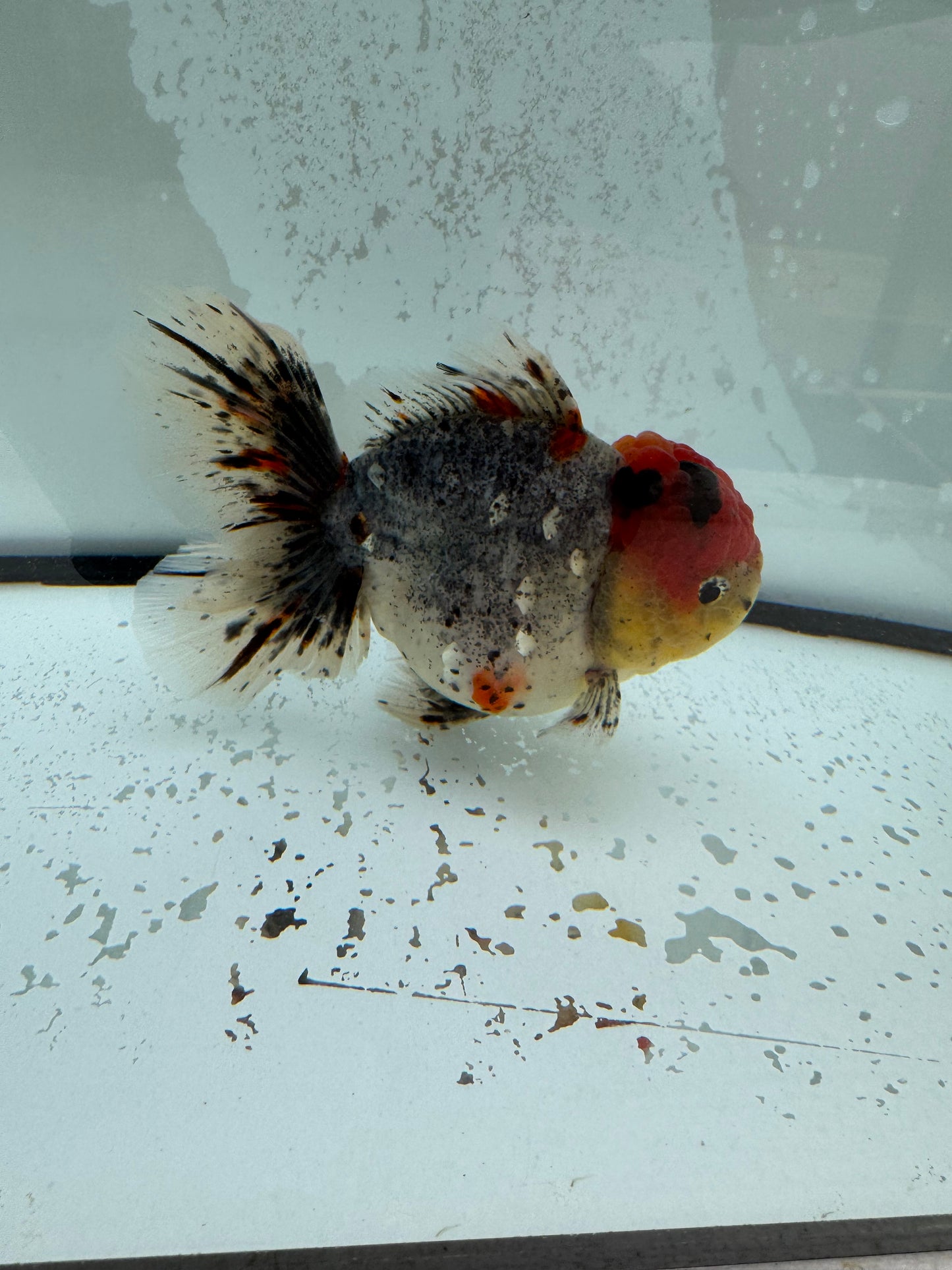 Calico Oranda. WVF1115