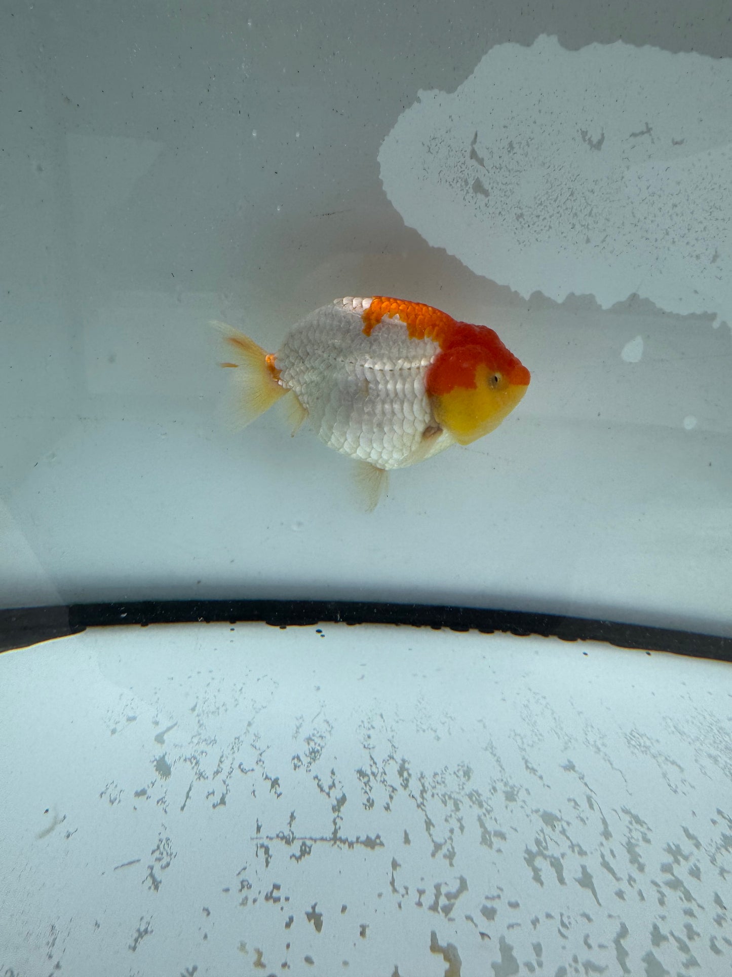 Red&white Ranchu. WVF1007