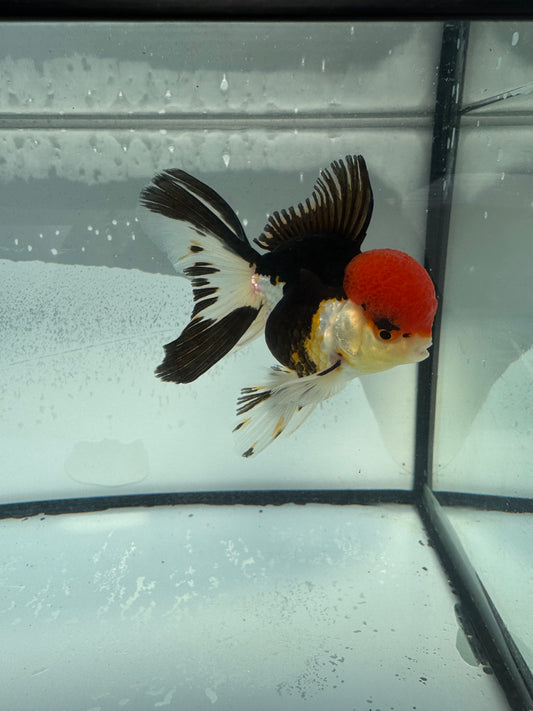 Tricolour Oranda WVF901