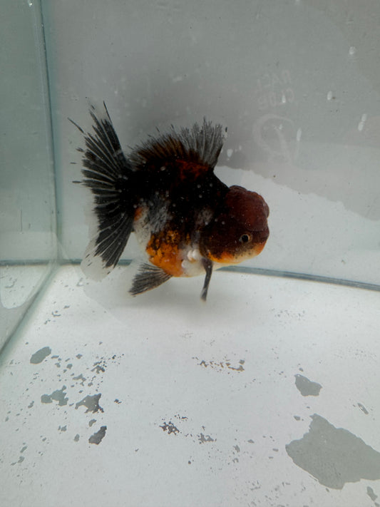 Original Shogun Oranda.  WVF084