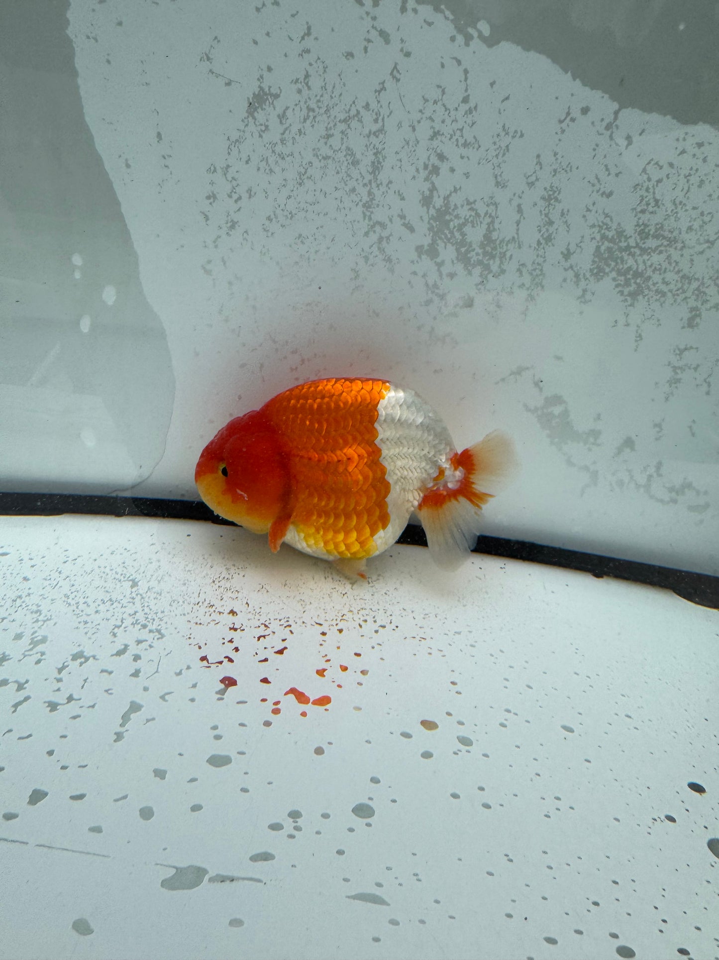 Red&white Ranchu. WVF1111