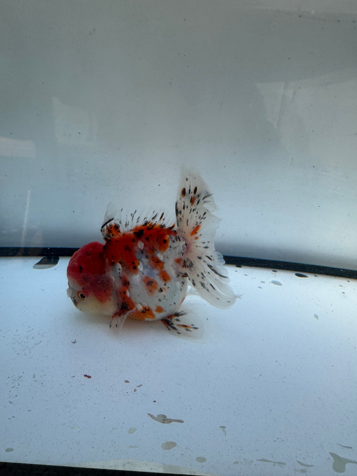 Calico Oranda. WVF1129
