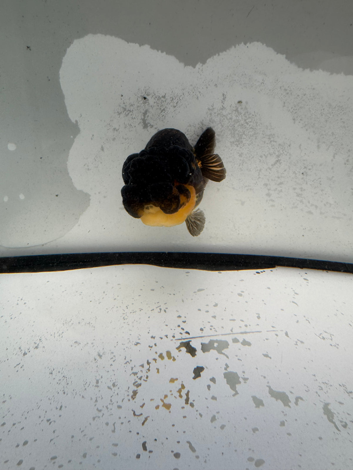 Dragonhead Ranchu. WVF1180