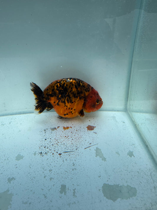 Calico Ranchu. WVF313
