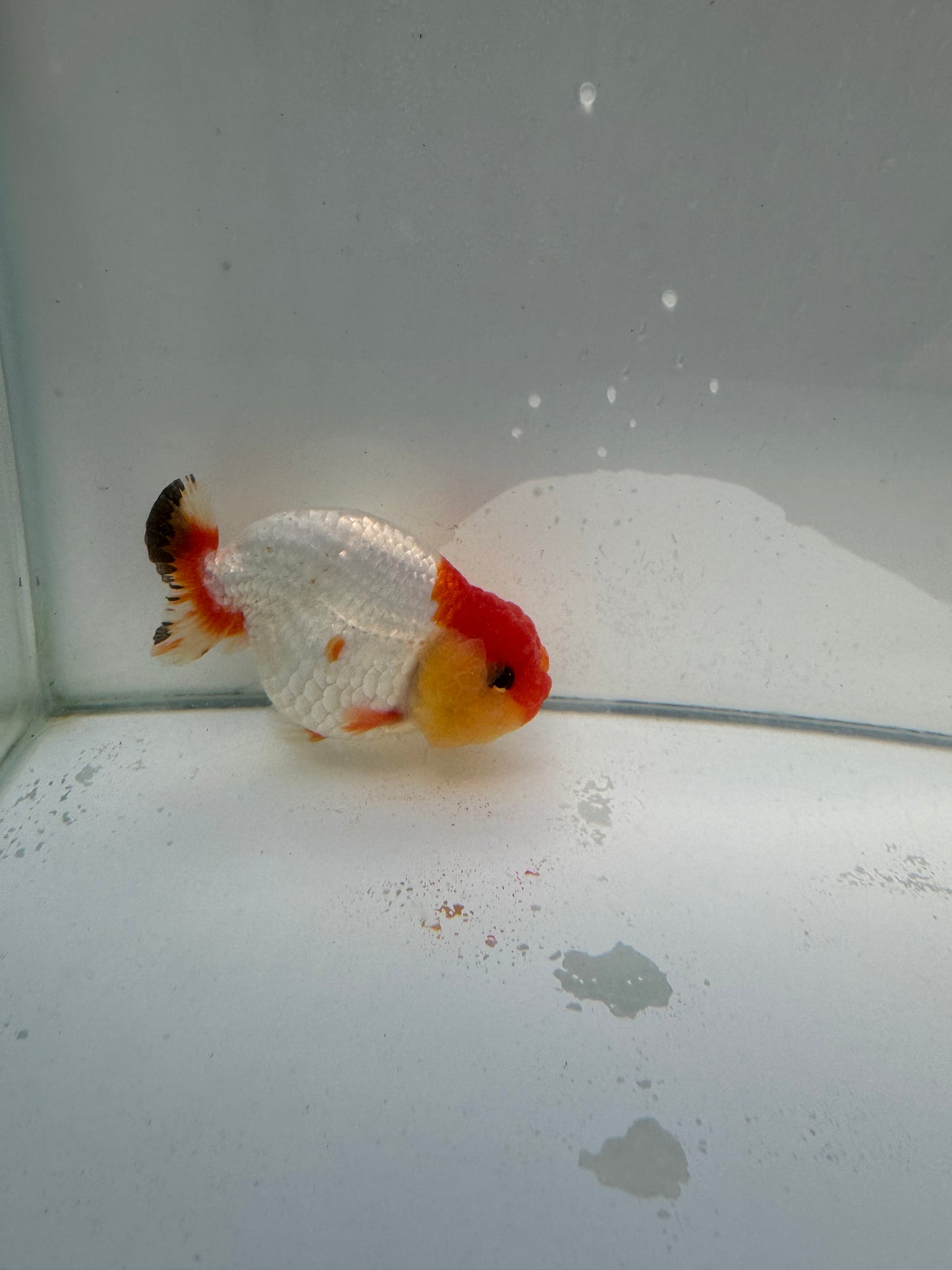 Red&white Ranchu.  WVF038