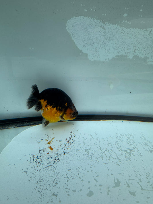 Kirin Ranchu. WVF976