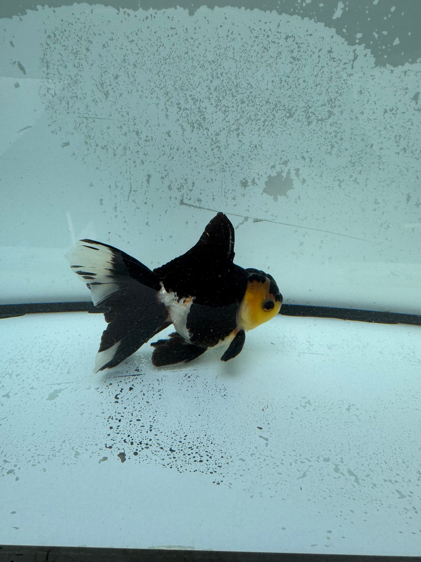 Panda/tricolour. WVF1147