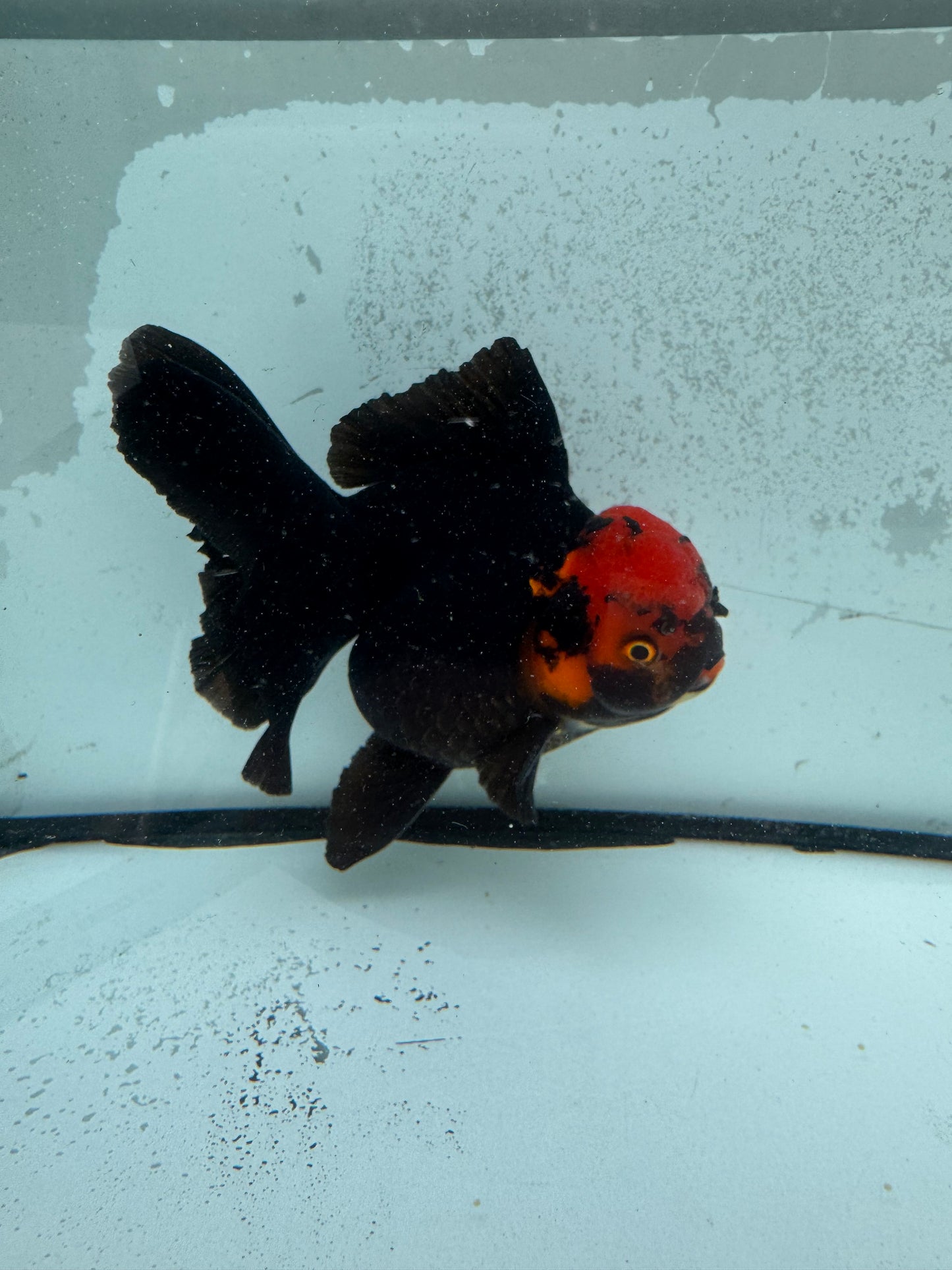 Redhead black Oranda. WVF1136