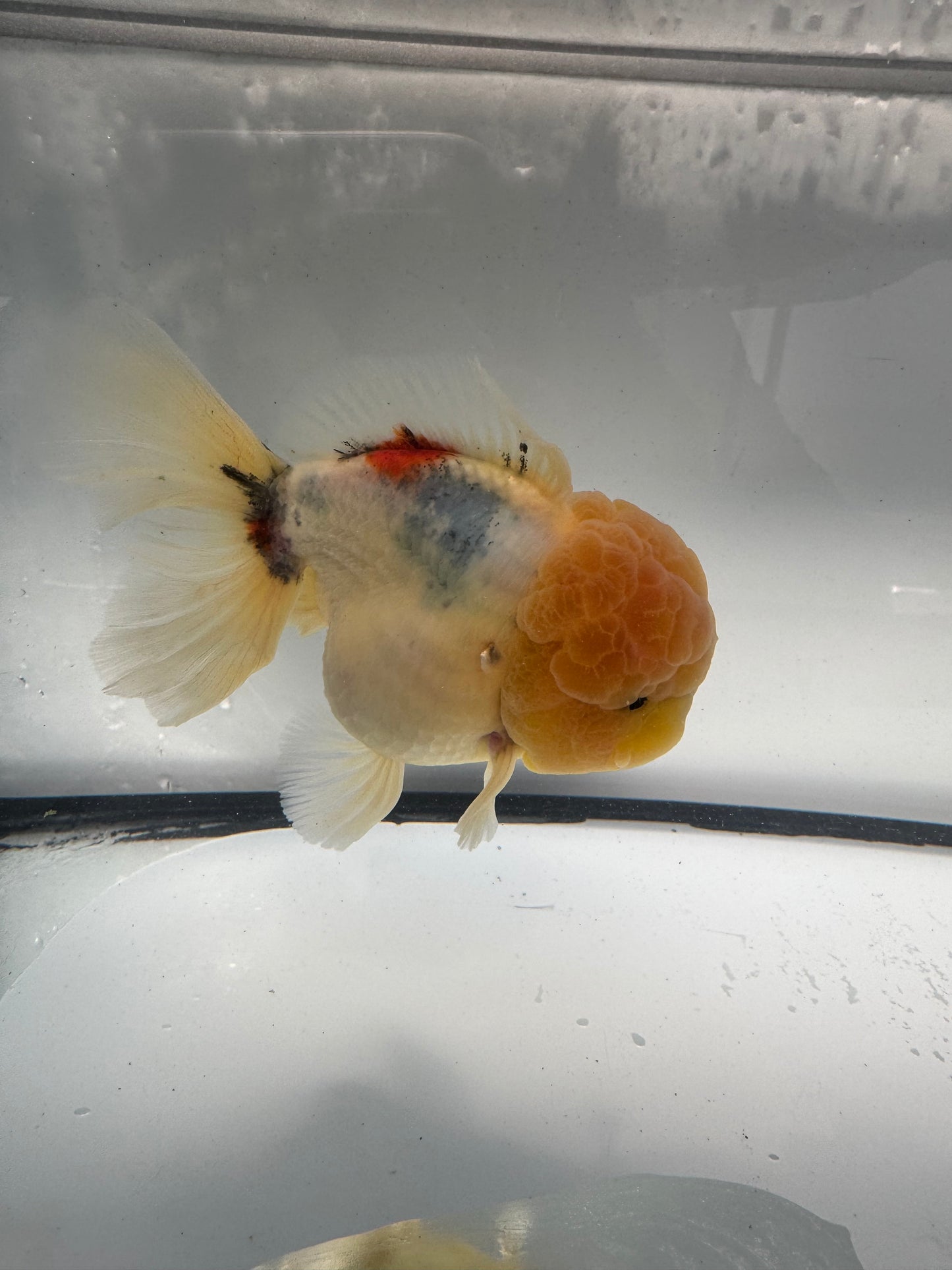Calico Oranda. WVF912