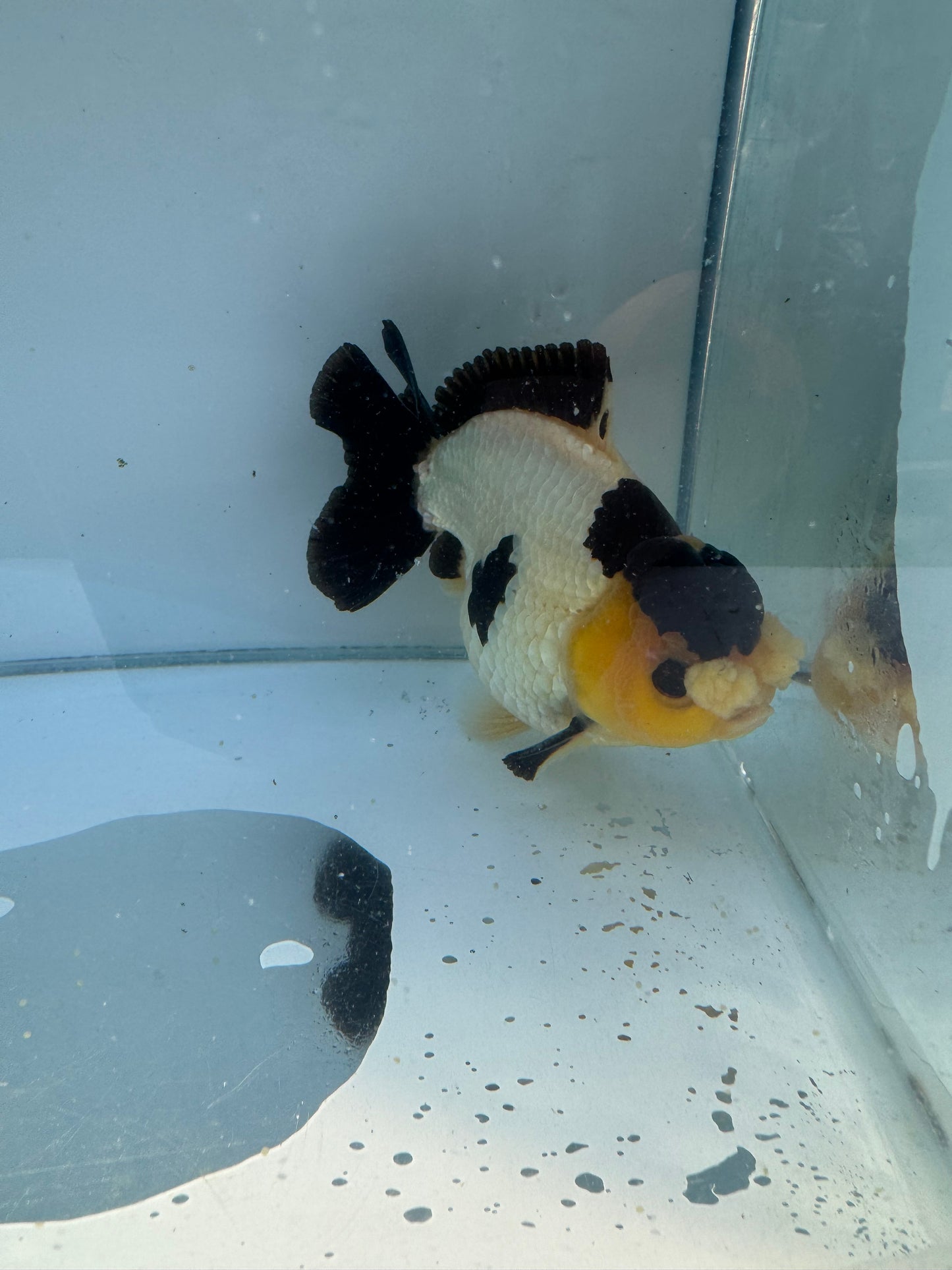 Short Tail Pom Pom panda Oranda. WVF063